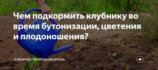 Подкармливать ли. Подкормить клубнику бутонизации. Период бутонизации клубники. Подкормка клубники в период плодоношения. Чем подкормить клубнику во время цветения.