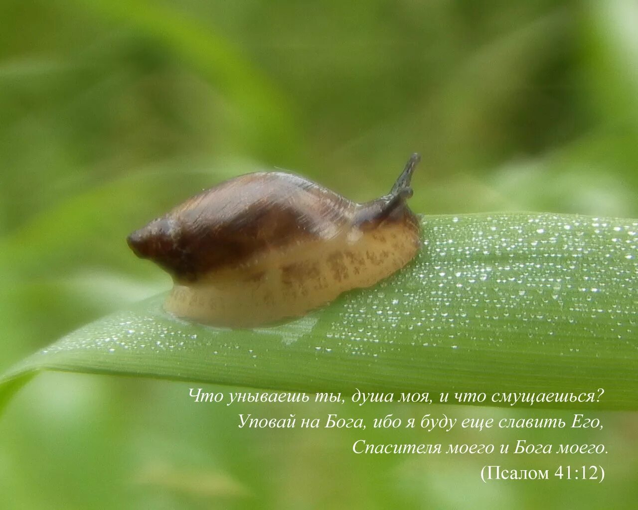 Песня не унывай душа моя песни. Не унывай а на Бога Уповай. Не унывай душа моя Уповай на Господа. Что унываешь душа моя милая. Что унываешь душа моя и что смущаешься Уповай на Бога.