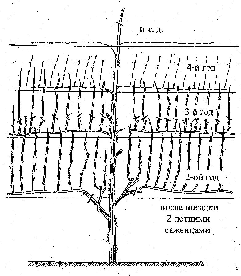 Выращивание винограда в средней. Схема высадки винограда в средней полосе России. Схема посадки винограда. Схема посадки винограда весной саженцами. Хема высадки саженцев винограда.
