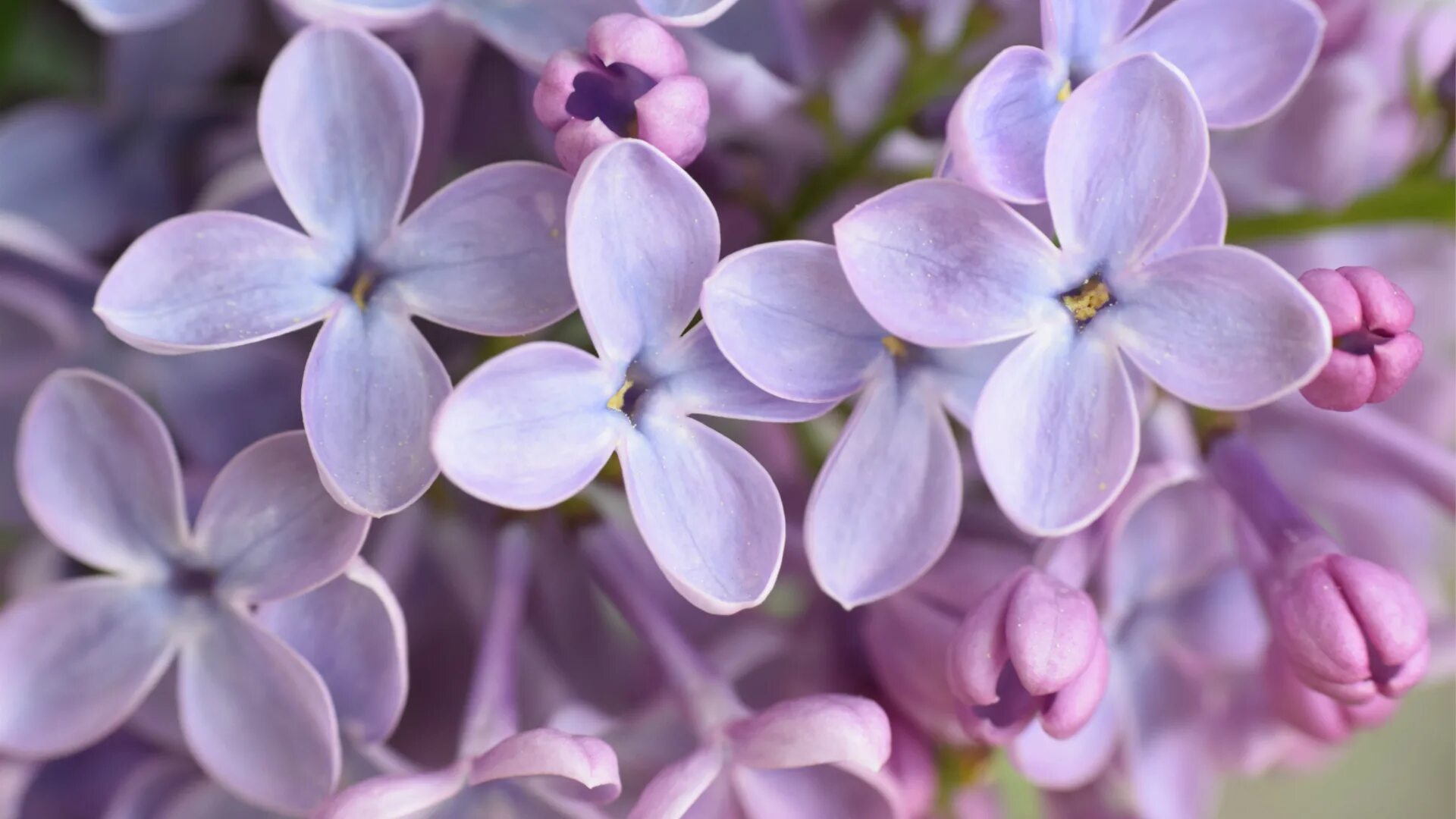 Tiny flower