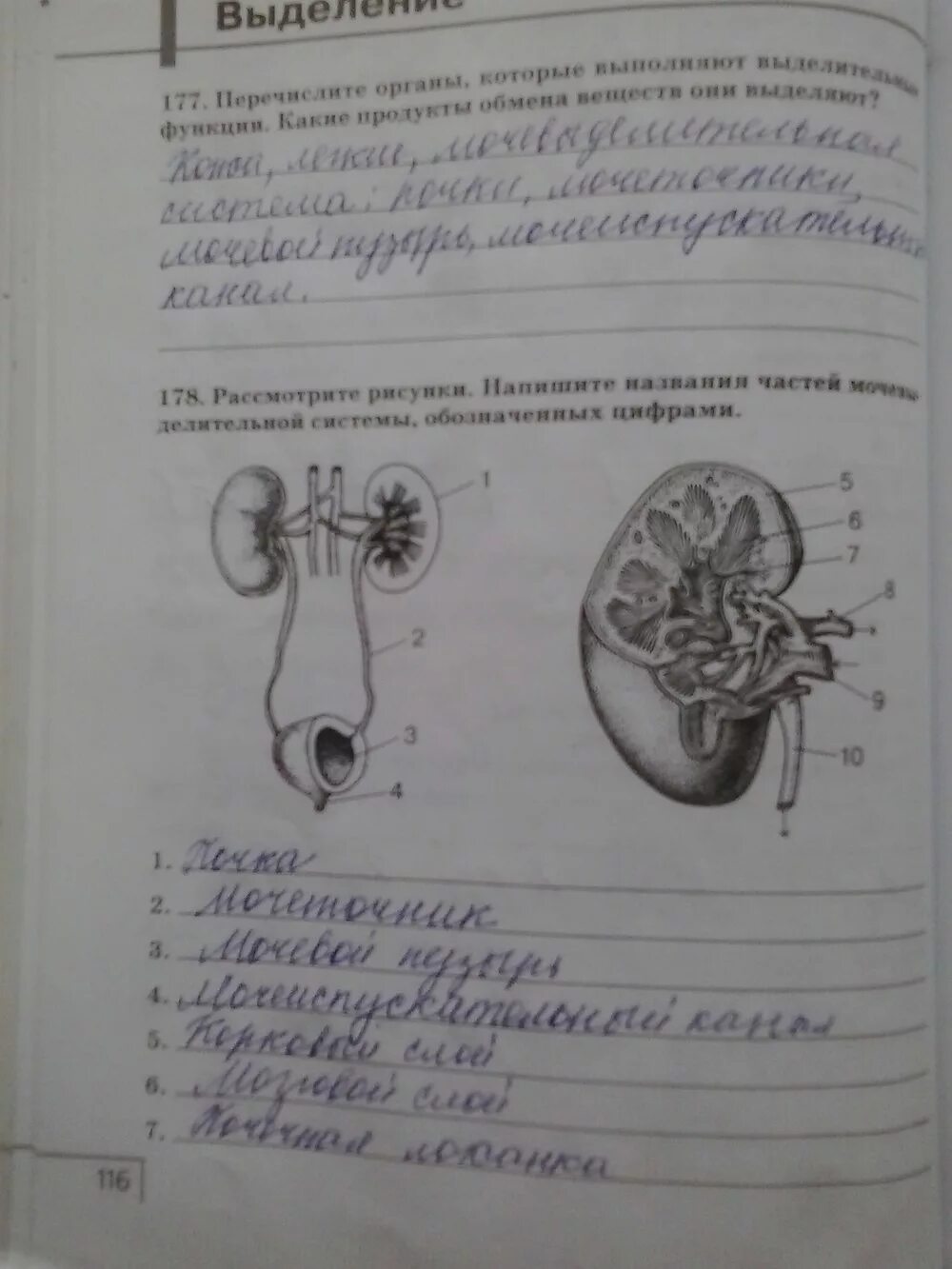 Ответы по биологии 8