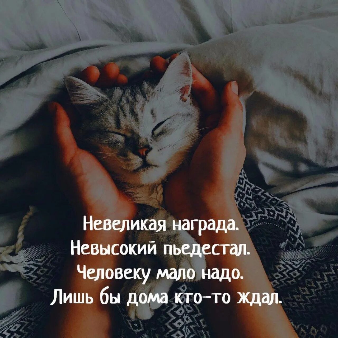 Человеку нало. Человеку надо мало. Человеку в жизни мало надо стихи. Цитаты мой кот. Чтобы дома кто-то ждал стих.