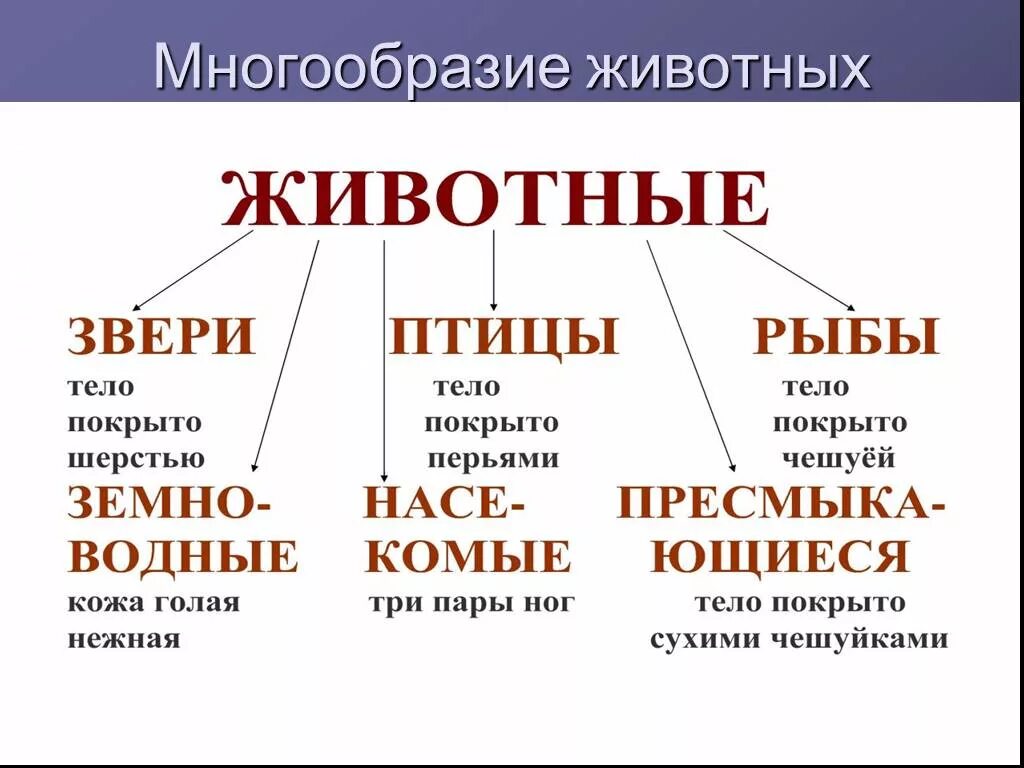 Разнообразие перевод. Многообразие животных. разнообразие животных схема. многообразие животных таблица. окружающий мир многообразие животных.
