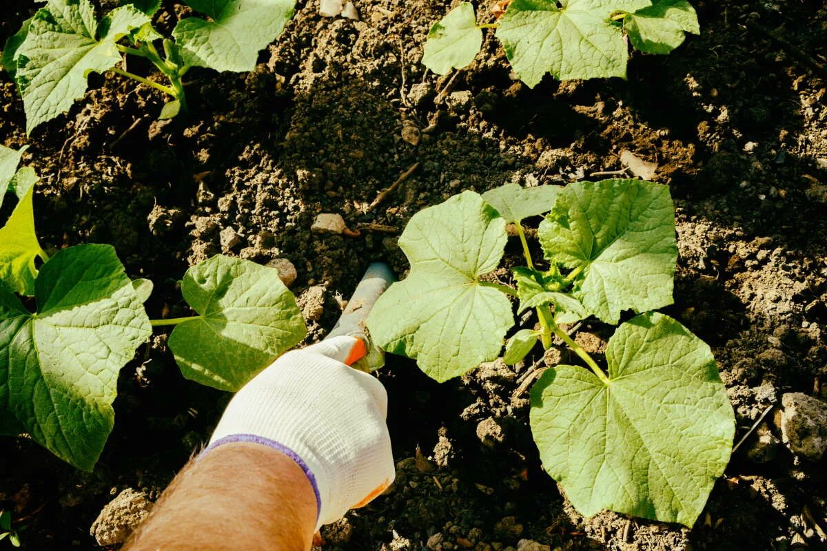 Подкормка листьев огурцов. Обработка огурцов. огуречная плеть. высадка огурцов в открытый. пероноспороз огурцов в теплице.