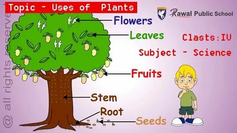 2 she is the plants