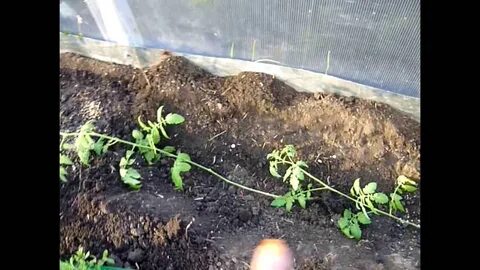 Рассаду огурцов можно сажать лежа