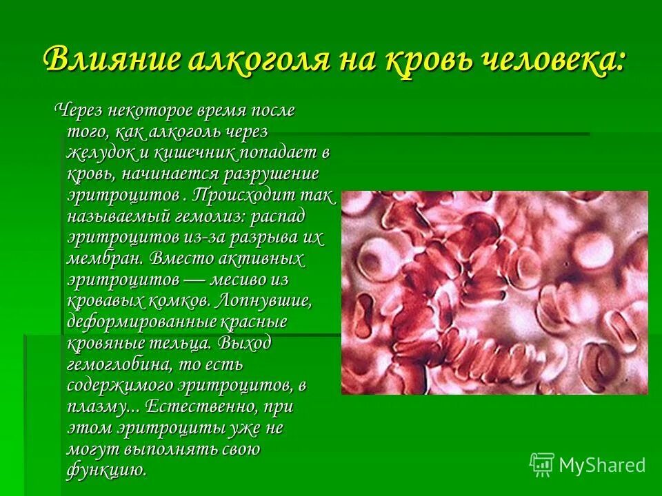 Разрушение эритроцитов в печени. Разрушение эритроцитов в печени