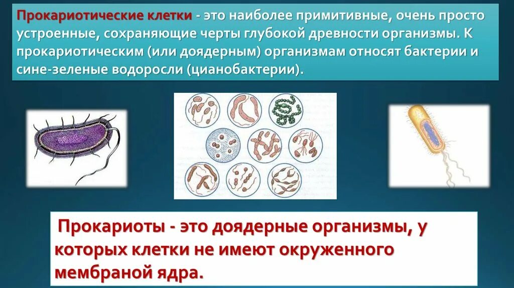 Бактерии доядерные организмы презентация 7 класс биология