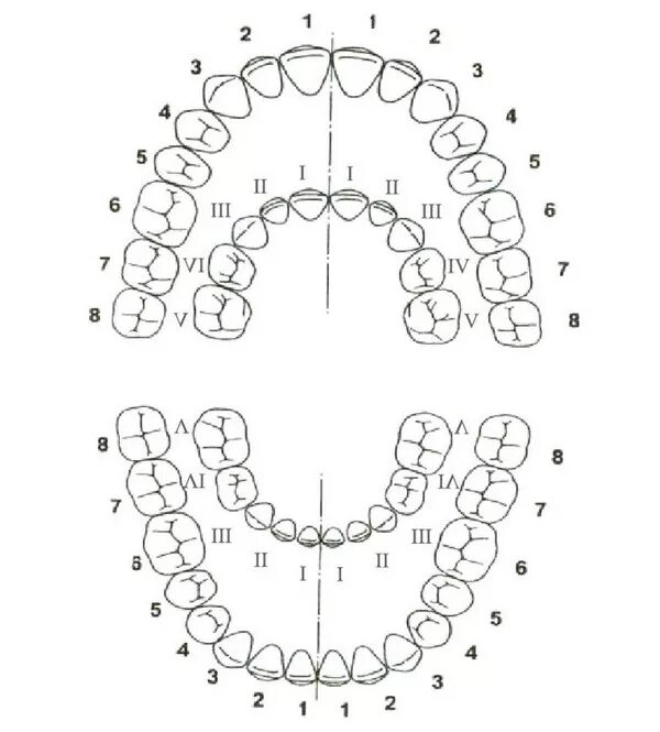 Схема молочных и постоянных зубов у детей. Схема зубов человека с нумерацией. Нумерация зубов в стоматологии схема у взрослых и детей. Нумерация зубов в стоматологии схема у детей молочных зубов. Зубы человека у детей