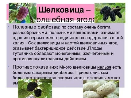 Тутовник применение