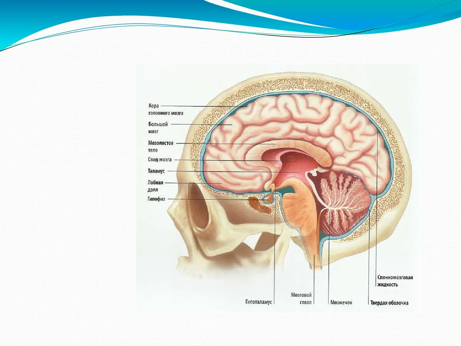 Как головной мозг связан с органами тела. Головной мозг. Структура мозга. Строение головного мозга. Строение головного мозга человека.