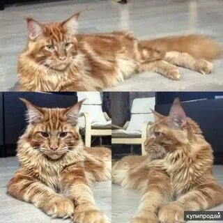Кун даром