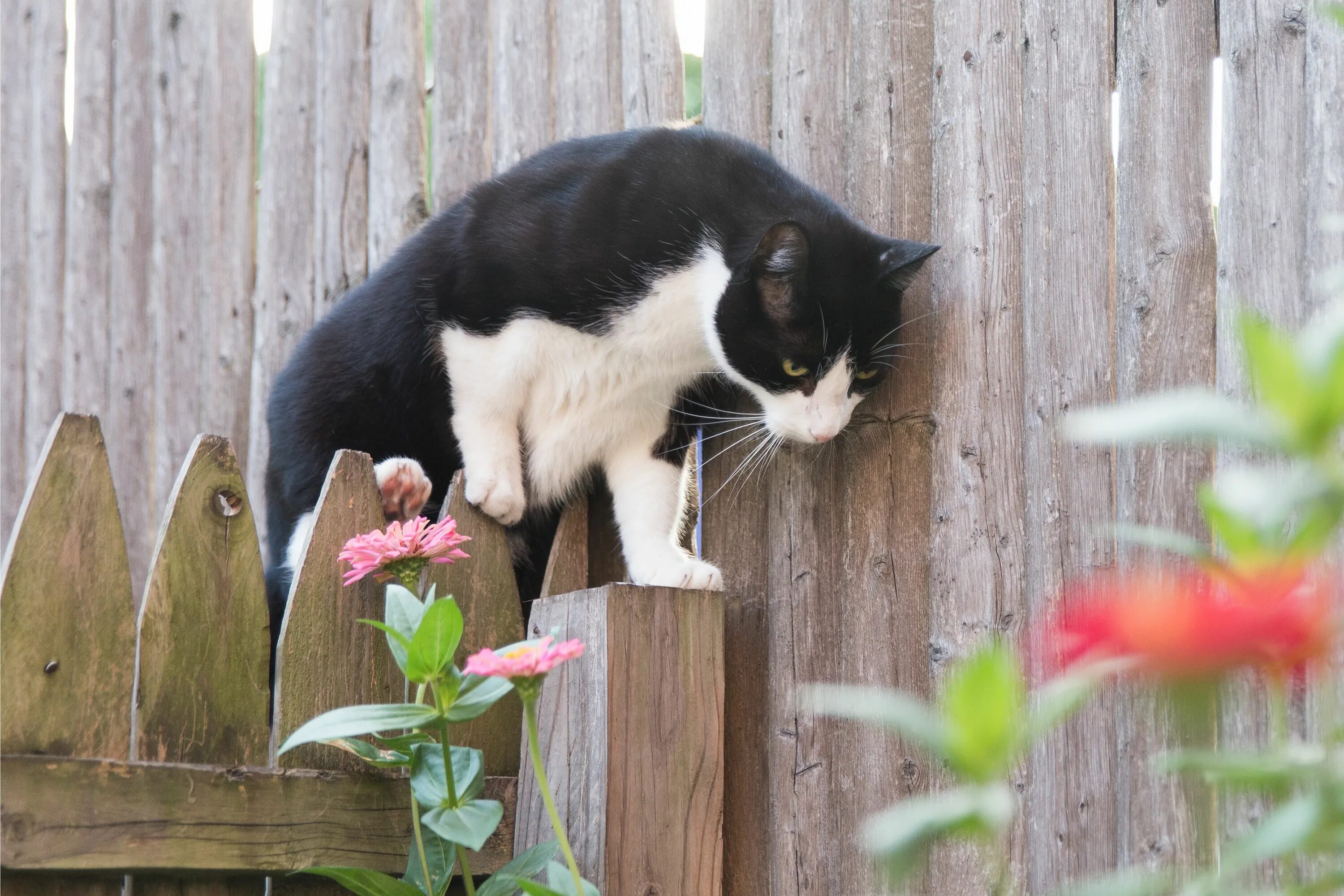 Соседский кот метит. Коты во дворе. Отпугивание котов и кошек на участке и домах. Средство от котов во дворе. Кошка метит.