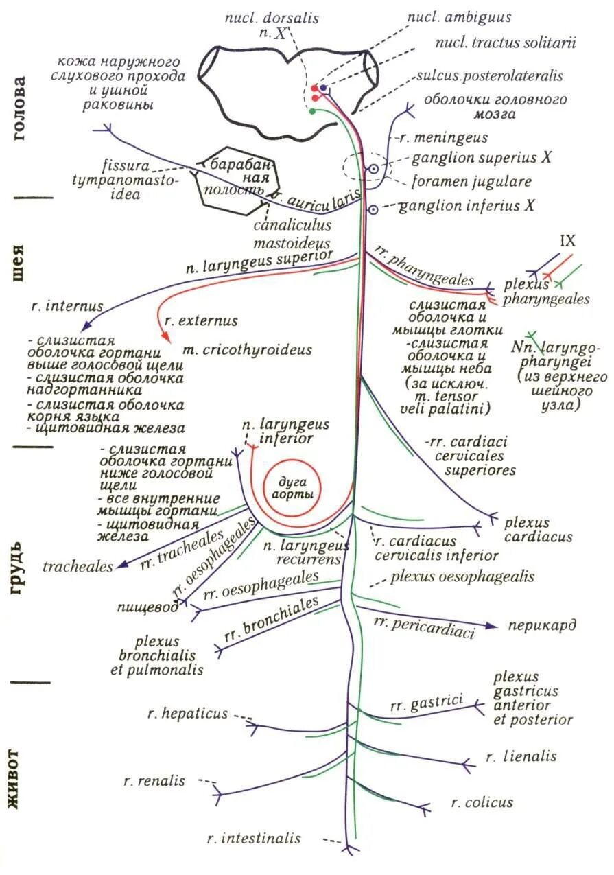 Вагус нерв схема. Блуждающий нерв схема строения. Блуждающий нерв анатомия схема. Блуждающий нерв анатомия схема ветвей.