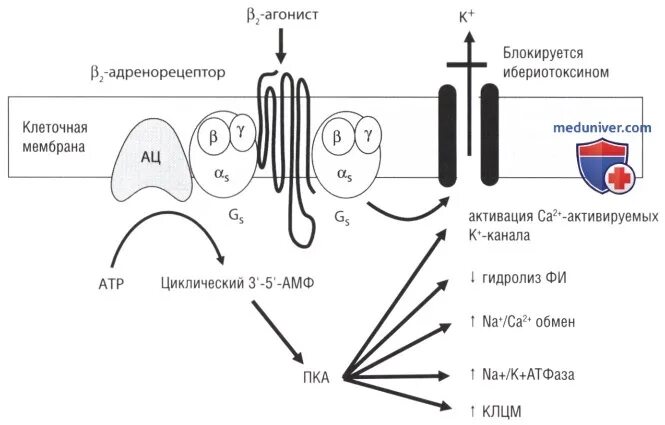 Агонисты 3 адренорецепторов. Альфа 1 адренорецепторы механизм. Оральные ?2-агонисты. Агонисты бета 2 адренорецепторов препараты. Агонисты 3 адренорецепторов.