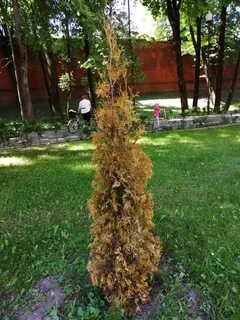 Туи начали сохнуть что делать