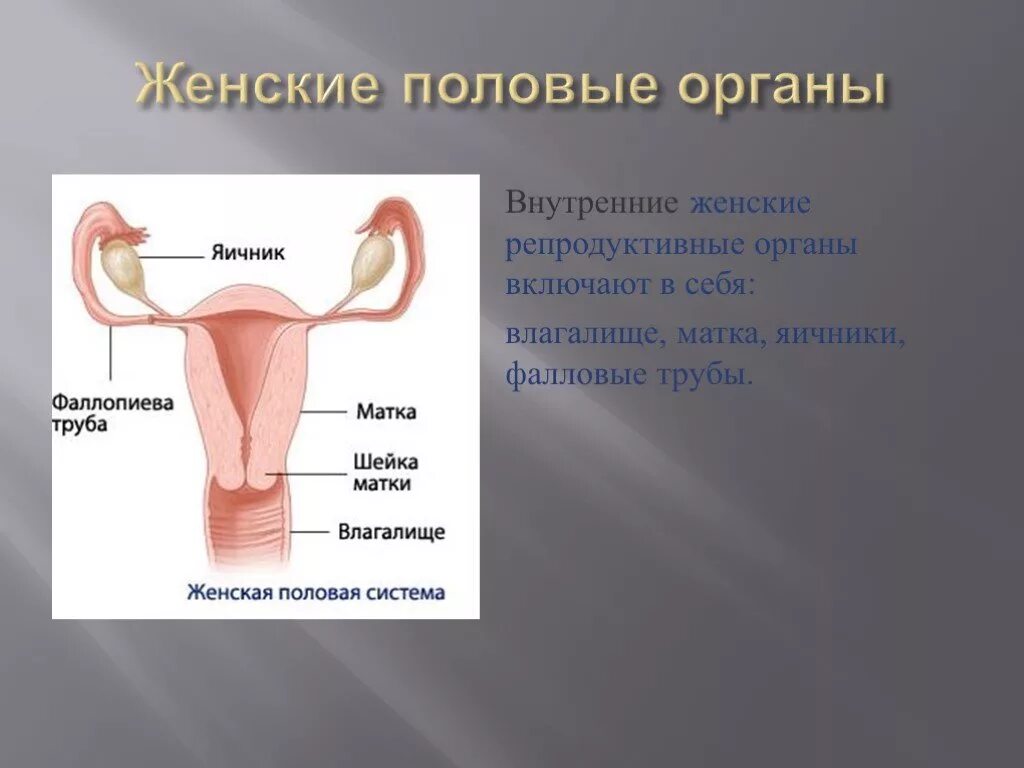 Органы составляющие женскую половую систему. Женский половой орган. Внутренние женские половые органы. Название органов женской половой системы. Женская половая/система строение.