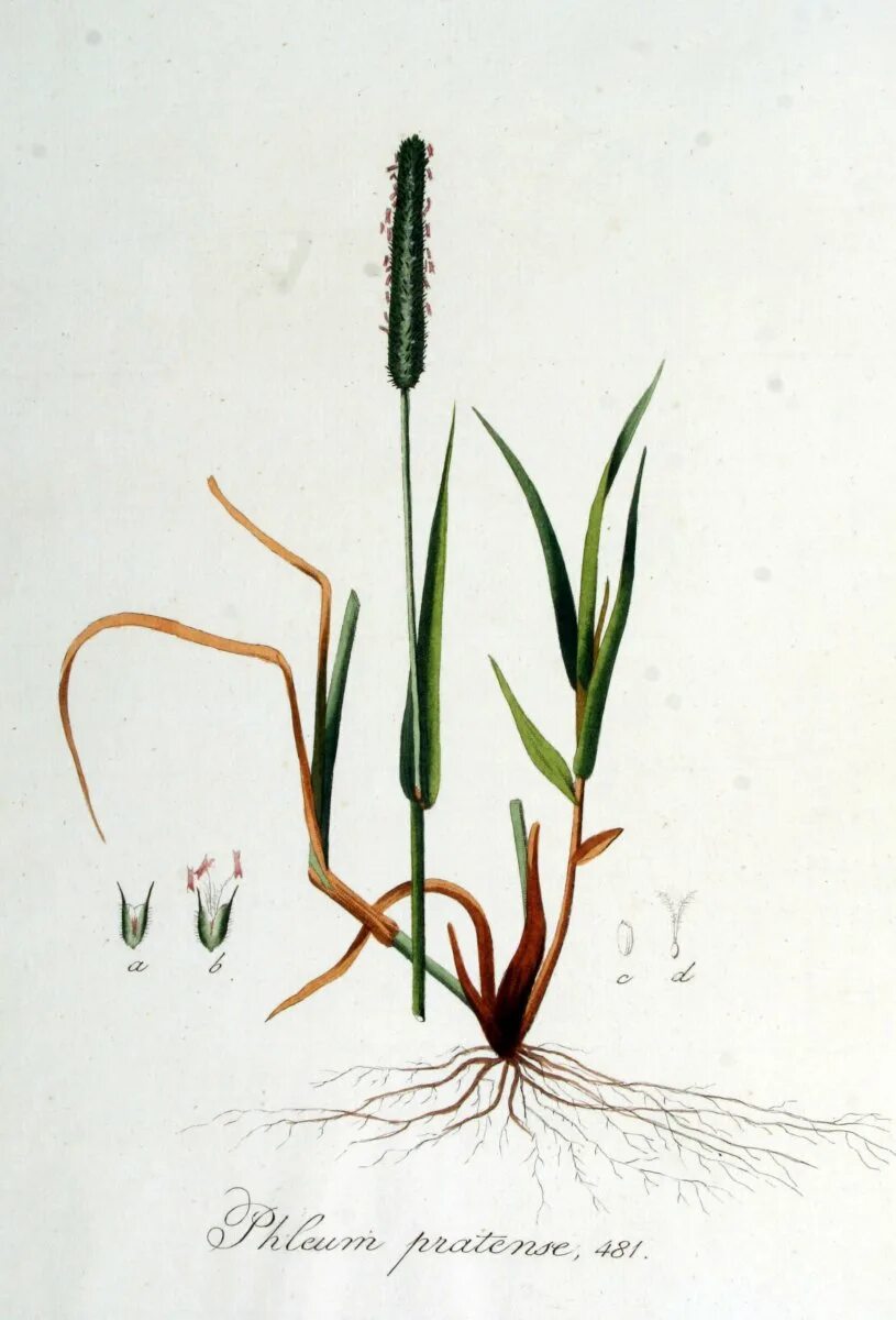Лисохвост луговой ауреовариегатус. Лисохвост луговой (alopecurus pratensis). Лисохвост луговой. Лисохвост луговой строение. Лисохвост рисунок.