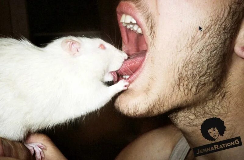 крыса облизывает