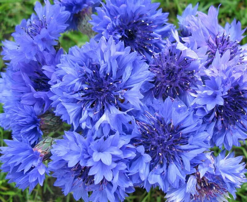 шикарные цветы васильки для открытки. василек цветы. васильки гуашью. василек цветы. васильки daasha.