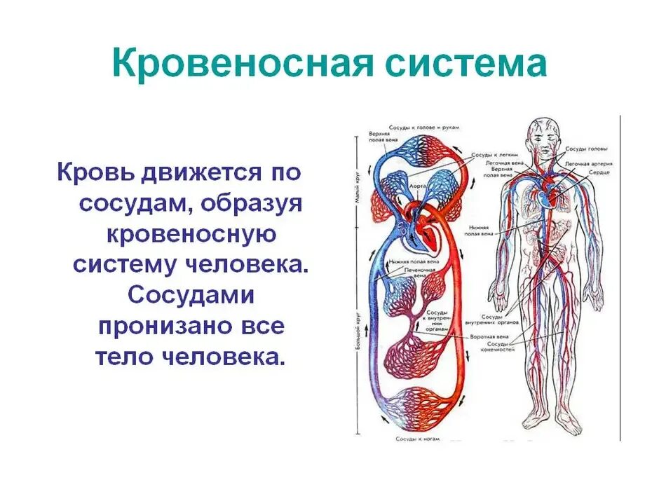 Опишите кровеносную систему