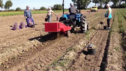 Уборка ботвы картофеля