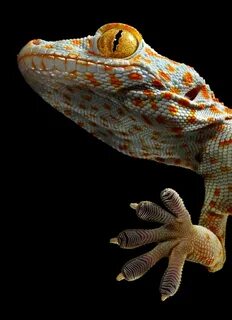 Gecko linux