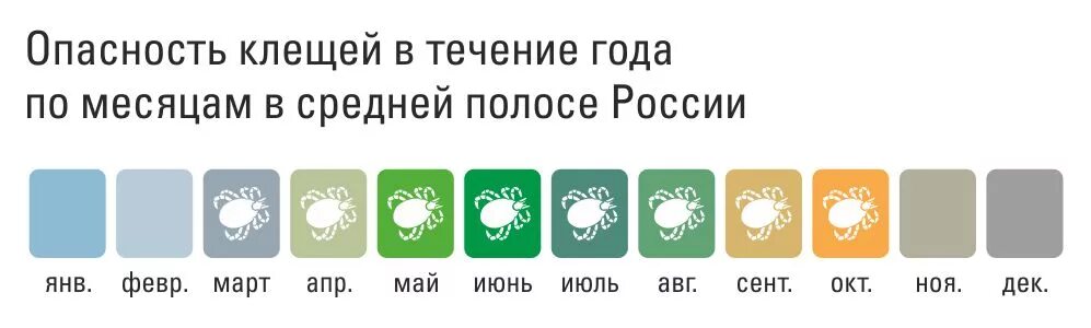 Периоды активности клеящей. Активность энцефалитных клещей по месяцам. Активность клещей по месяцам