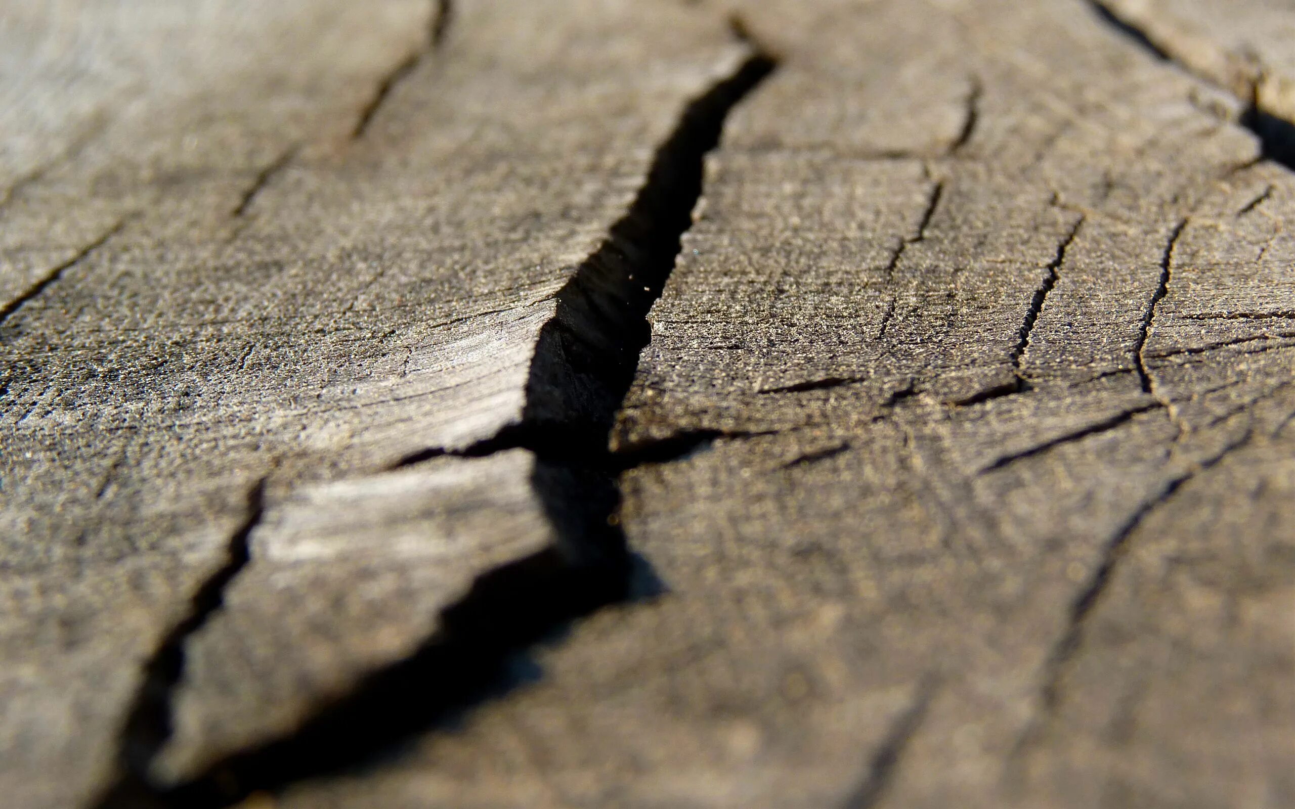 Модели трещин. Трещина в дереве. Трещины древесины. Дерево макро. Текстура дерева с трещинами.