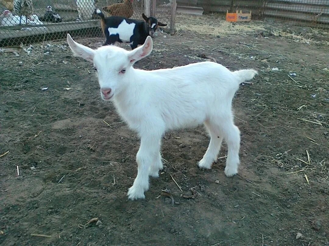 Белая коза лежит. Зааненские годовалые козы. Зааненская порода козлята 2 мес. Козлята месяц. Козы зааненской породы.
