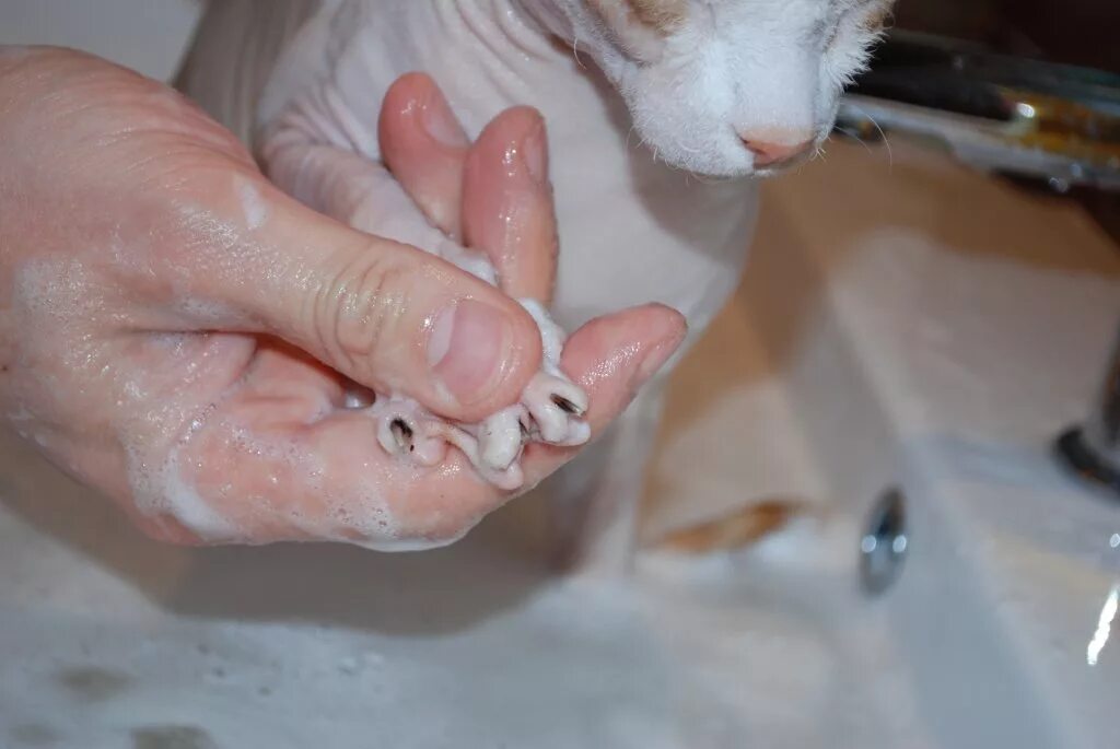 Нужно ли мыть котов. Мытье кошки.