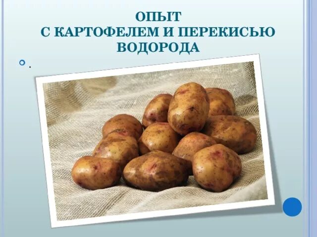 Эксперименты с картофелем. Опыт с клубнем картофеля. Опыты с картошкой для дошкольников. Опыт с картофелем и перекисью водорода. Пероксид водорода и картофель