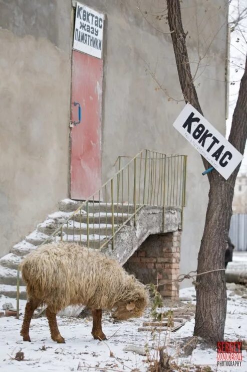 Курбан. Курбан приколы. Курбан айт прикол. С праздником Курбан айт.