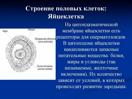 Какие функции выполняет яйцеклетка
