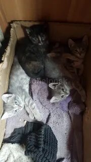 Кошка окотилась