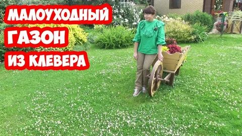 Плюсы и минусы газона