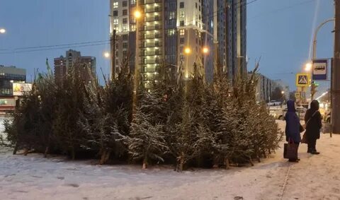 Елочный базар спб адреса