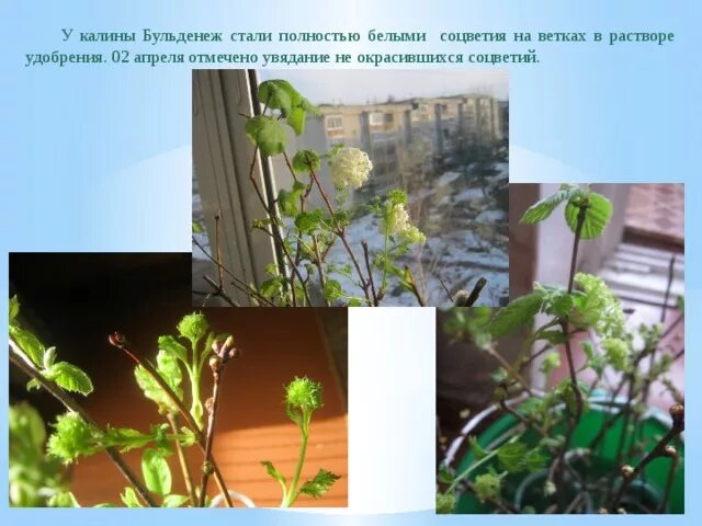 Как обрезать бульденеж после цветения правильно. Калина бульденеж подрезка.