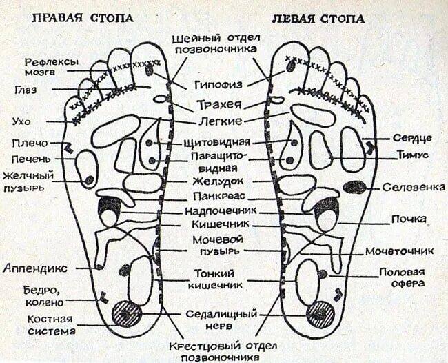 Акупунктурные точки стопы схема. Акупунктурные точки на ступнях ног схема. Схема органов на подошве ноги. Биологические активные точки на стопе человека. Точки на подошве ног