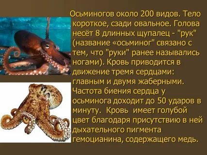 Осьминог 3 класс