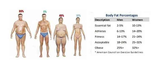 Fat body. Fat percentage. Body fat percentage woman. Перевести на русский bodies