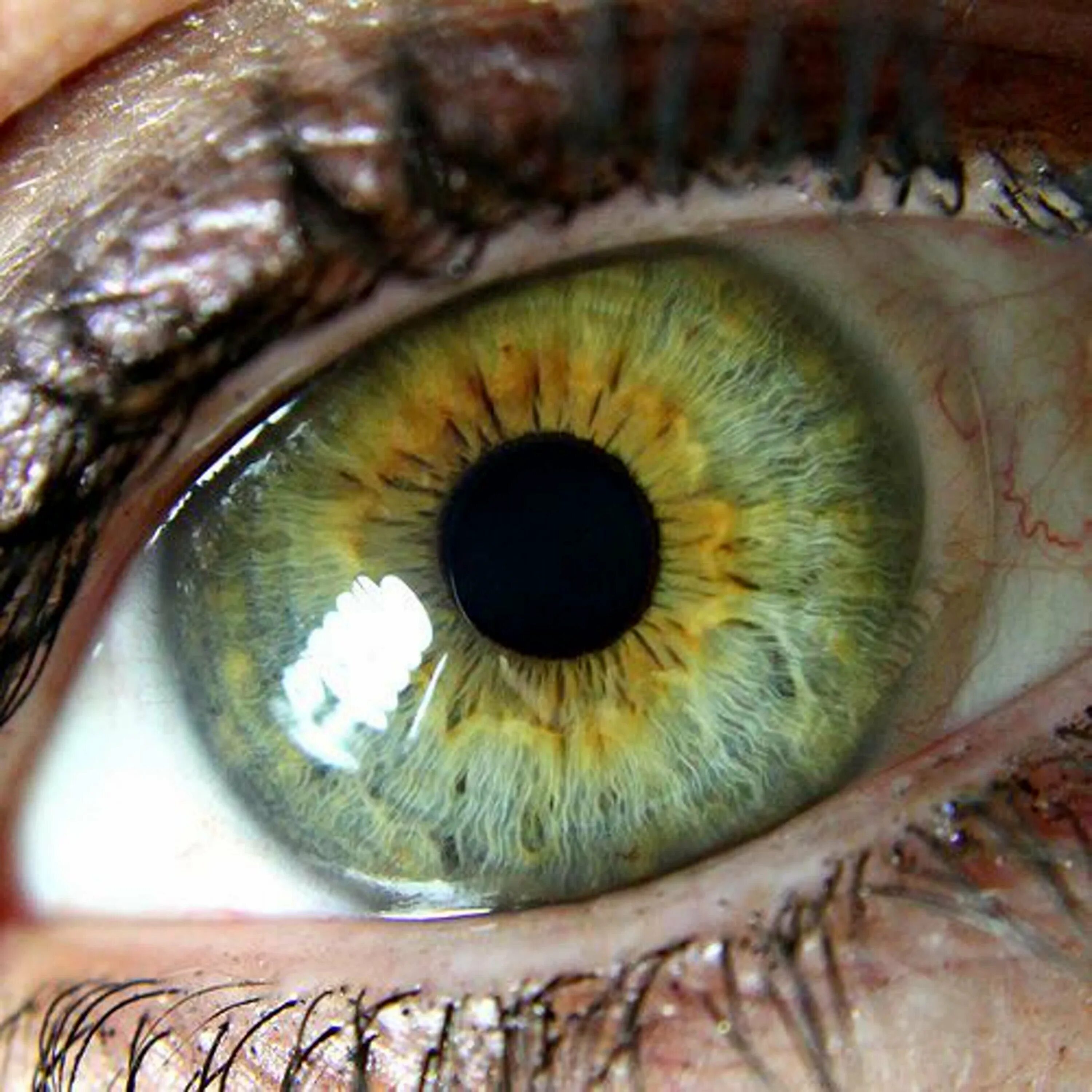 Центральная гетерохромия хамелеон. Центральная гетерохромия зеленый Карий. Болотный цвет глаз гетерохромия. Центральная гетерохромия глаз Карий и зеленый.