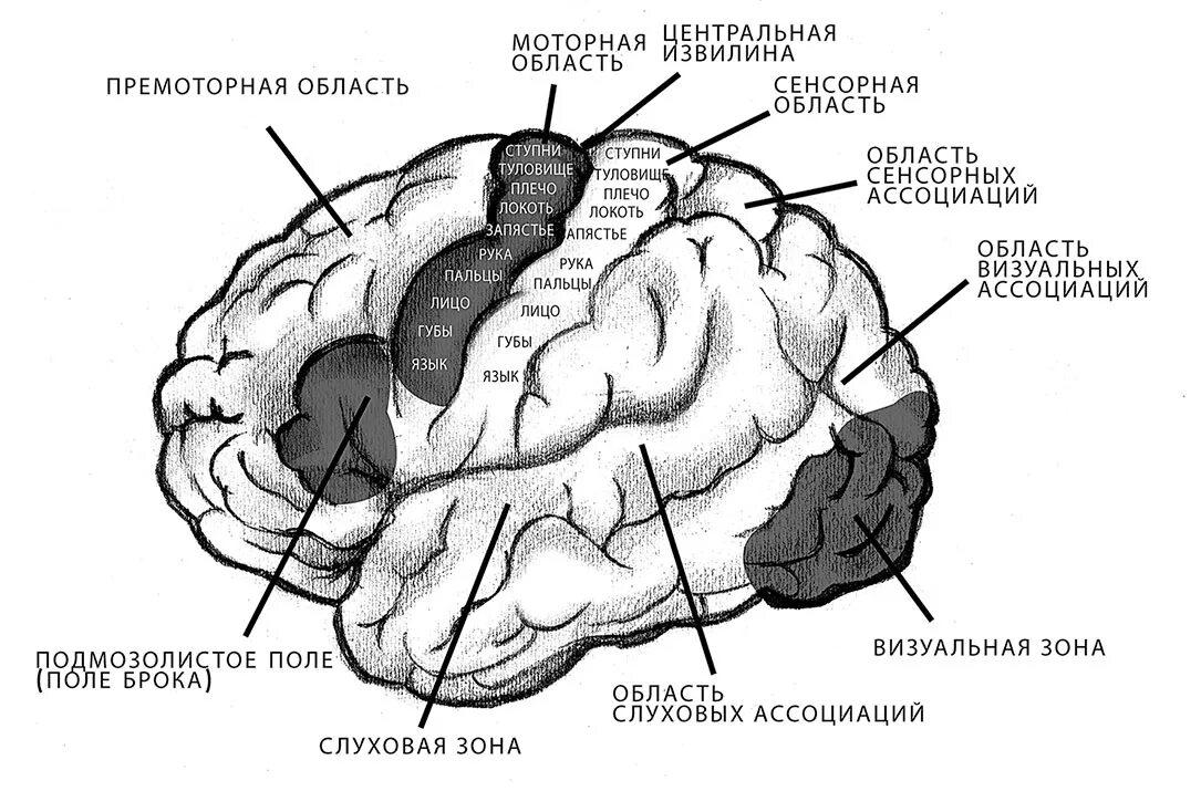 Моторные зоны мозга