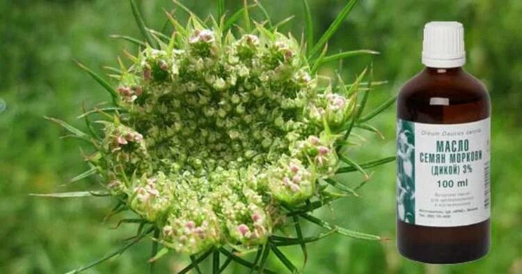 Морковь дикая купить. Масло семян дикой моркови. Семена дикой моркови. Семена моркови аптечные. Морковь посевной фитопрепарат Daukarin.