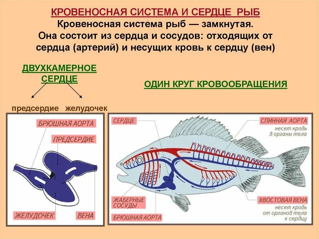 Замкнутая дыхательная система. Класс рыбы кровеносная система таблица. Кровеносная система рыб схема 7 класс. Строение кровеносной системы и сердца рыбы схема. Строение кровеносной системы рыб строение.