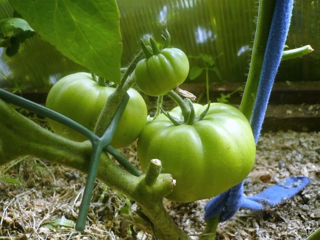 Питание гибрида. Томат Чезарино f1. Дип Пепл сорт томатов ленивое земледелие.
