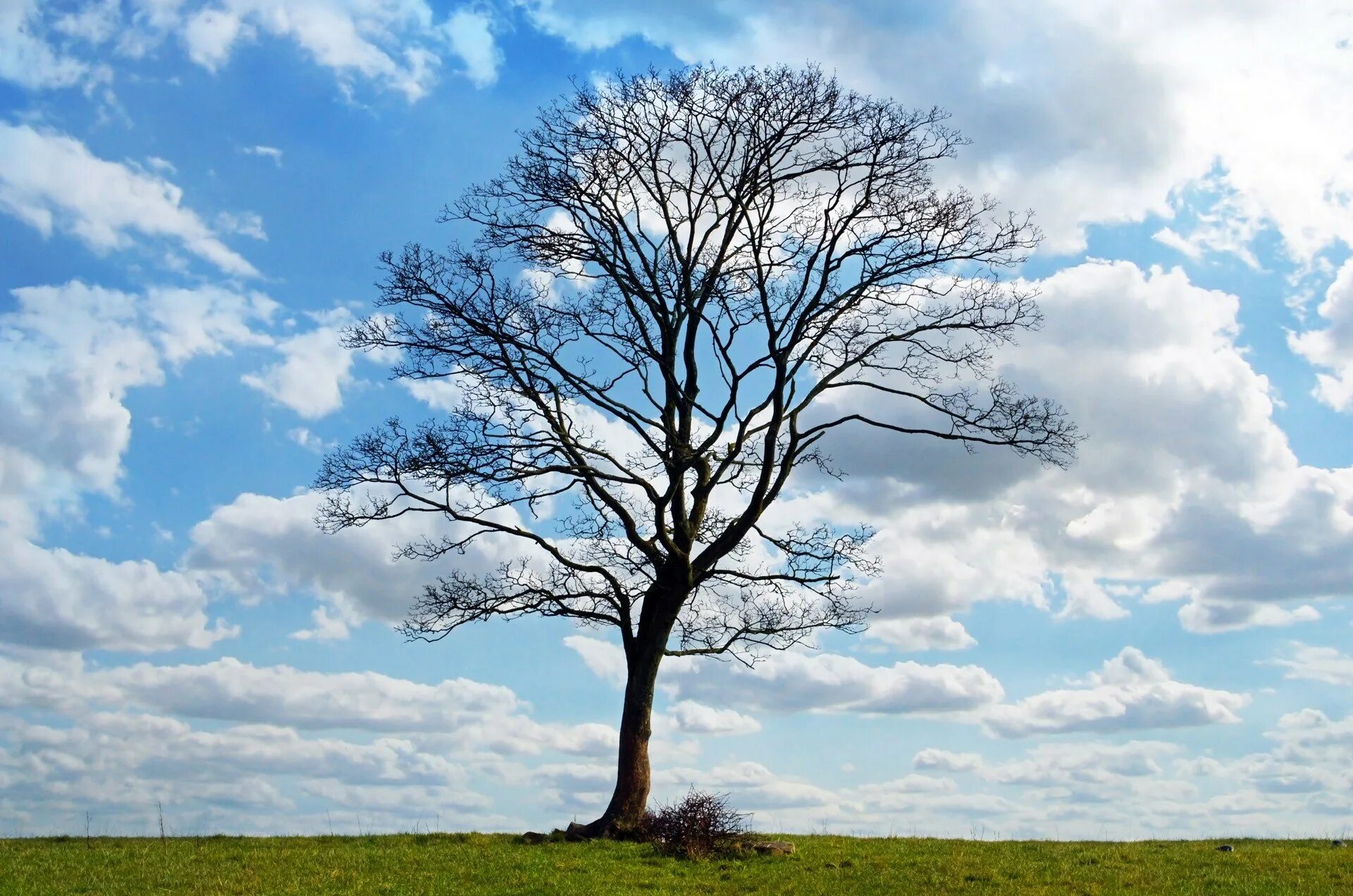Trees минус
