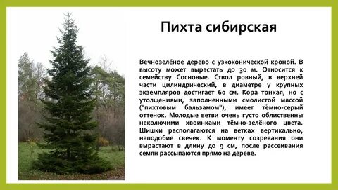 Какой высоты пихта