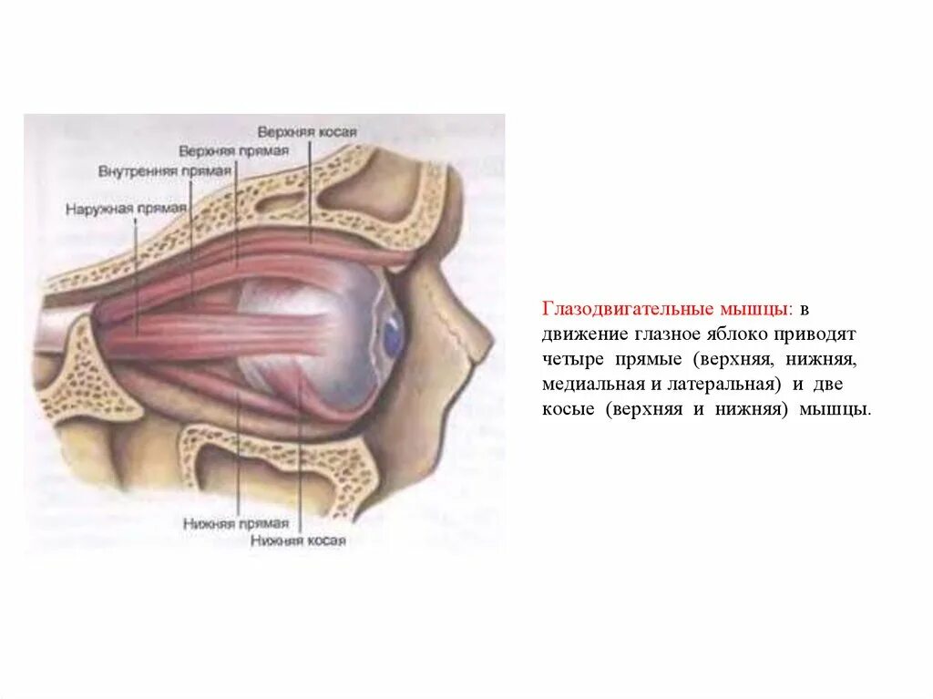 Глазодвигательная система глаза. Глазодвигательные мышцы. Глазодвигательный аппарат. Глазное яблоко глазодвигательные мышцы. Места крепления глазодвигательных мышц