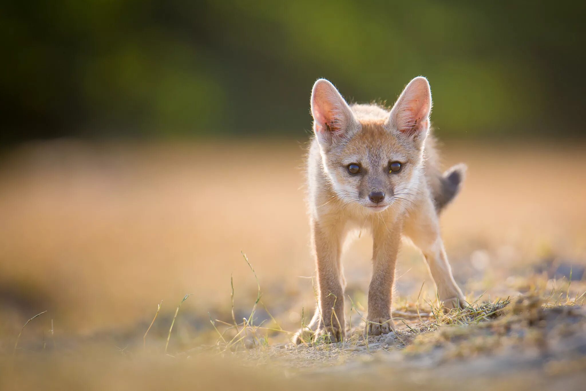 Бенгальская лисица Vulpes bengalensis. Африканская лисица Vulpes pallida. Фенек Корсак. Фенек ареал. Most fox